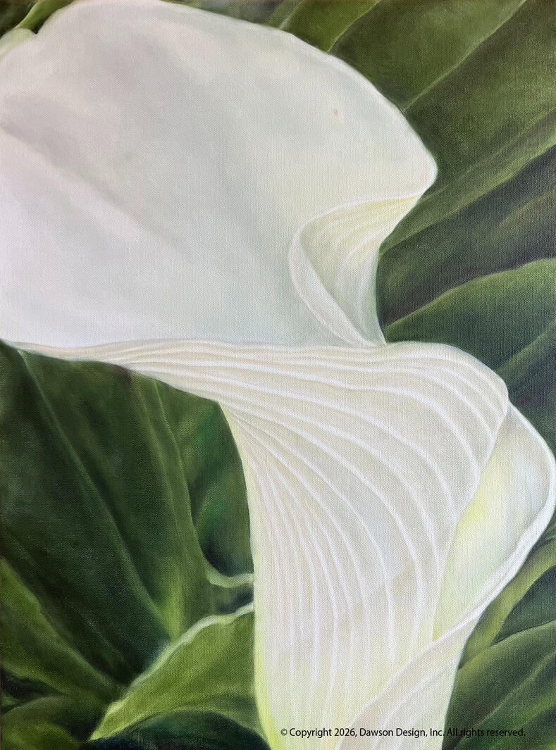 Calla Lily, oil on canvas, 18” x 24” 2025, $2650