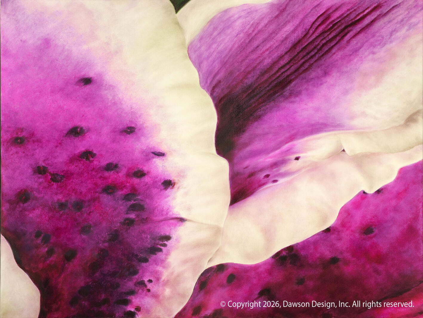 Stargazer Lily (A Friend’s Garden), oil on canvas, 30” x 40”, 2024, $5500