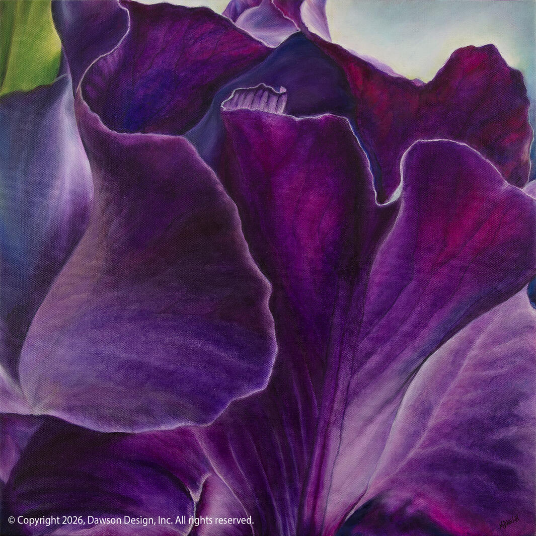 Black Iris (From My Garden), oil on canvas, 20” x 20”, 2024, $3800