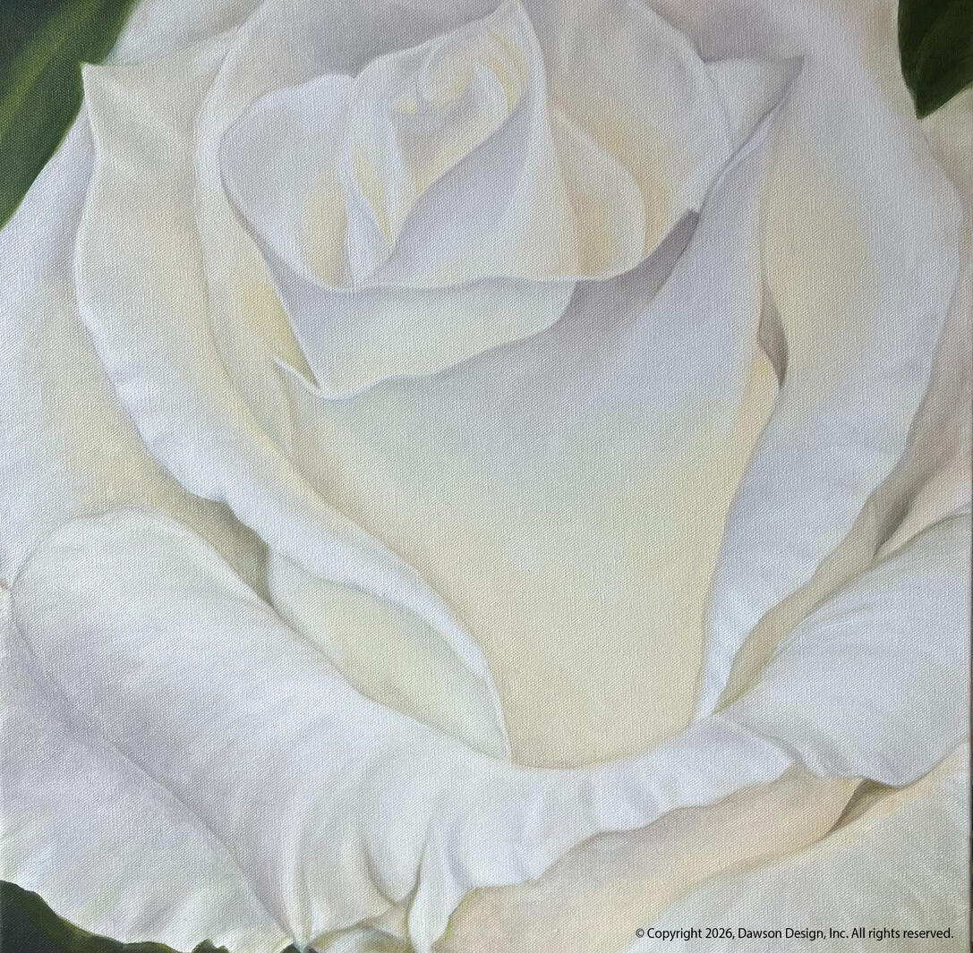 White Rose, oil on canvas, 20” x 20”, 2024, $2850