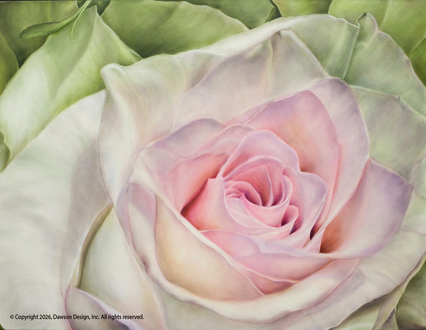 Rose in Bloom, oil on canvas, 30” x 40”, 2025, $6500