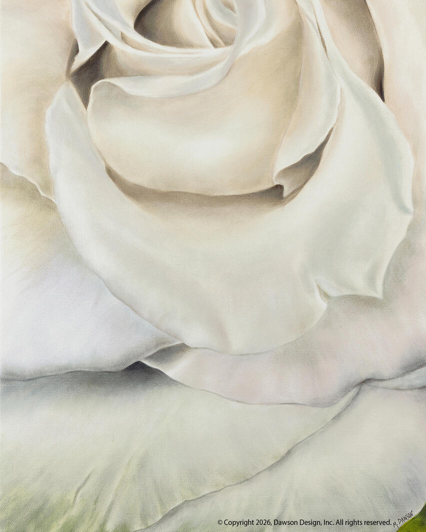 Bridal Rose, oil on canvas, 16” x 20”, 2024, $3600